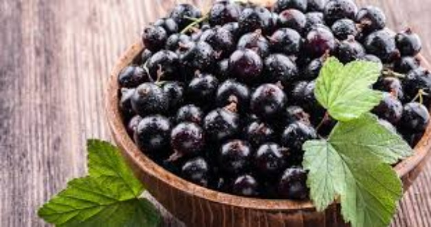 Bubuk Minuman Blackcurrant Tea - BlackcurrantTea Premium Winmix 1 Kg